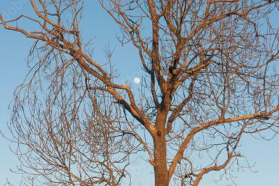 Cómo hacer un dibujo sencillo de un árbol con ramas