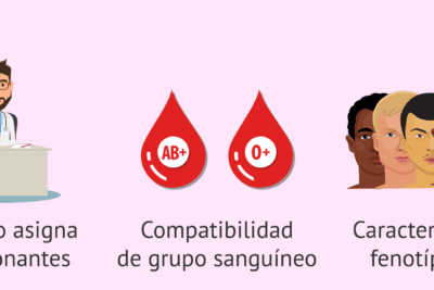 Asignación de responsabilidades: efectiva y equitativa